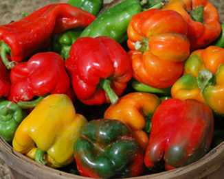 A variety of colorful sweet peppers